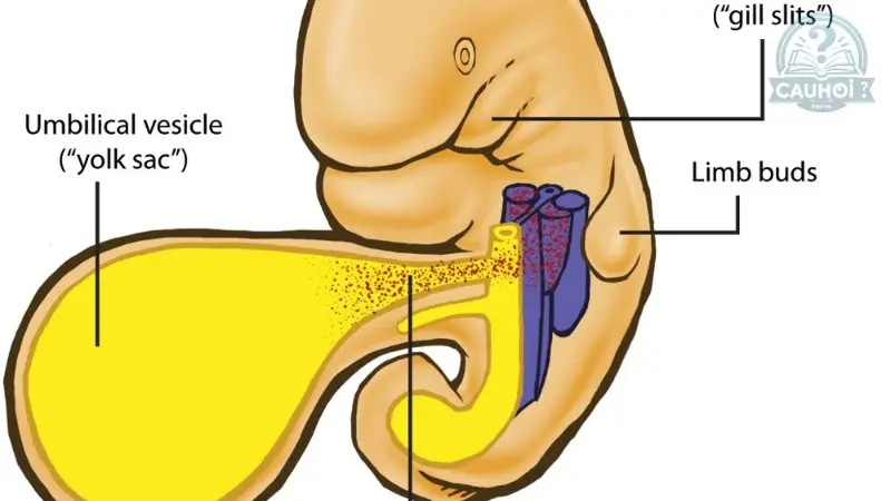 Cấu tạo của yolk sac Cấu tạo của yolk sac