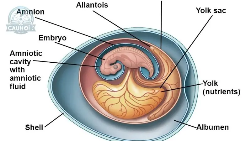 Chức năng của yolk sac Chức năng của yolk sac