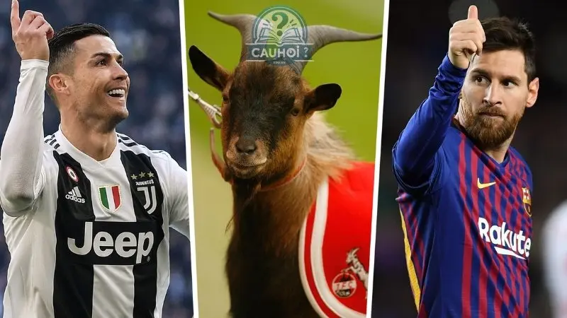 Goat là gì 04