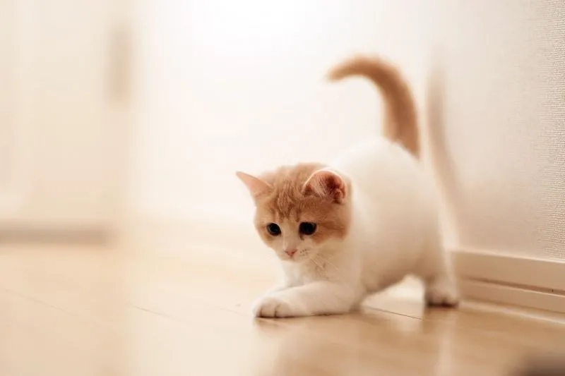 Sở hữu ngay avatar cute mèo dễ thương và đầy ấn tượng