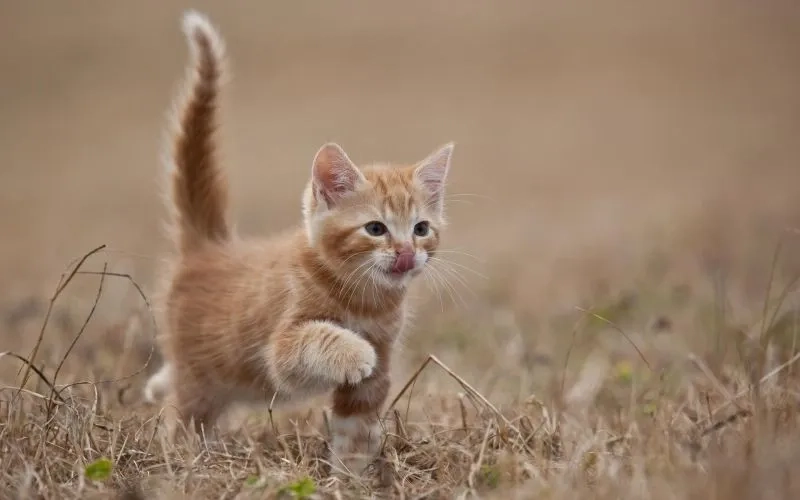 Cập nhật ngay avatar ngộ nghĩnh ảnh mèo cute siêu đáng yêu