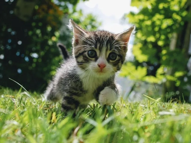 Độc đáo và cuốn hút với avt cute mèo siêu dễ thương