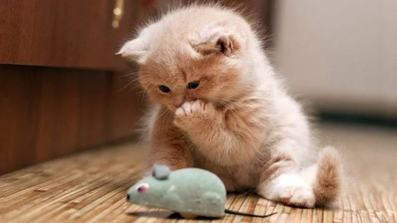 Tình cảm hơn với avatar đôi mèo cute dành cho cặp đôi