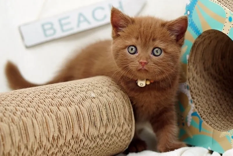Không thể bỏ qua dễ thương avatar cute mèo cực cuốn hút