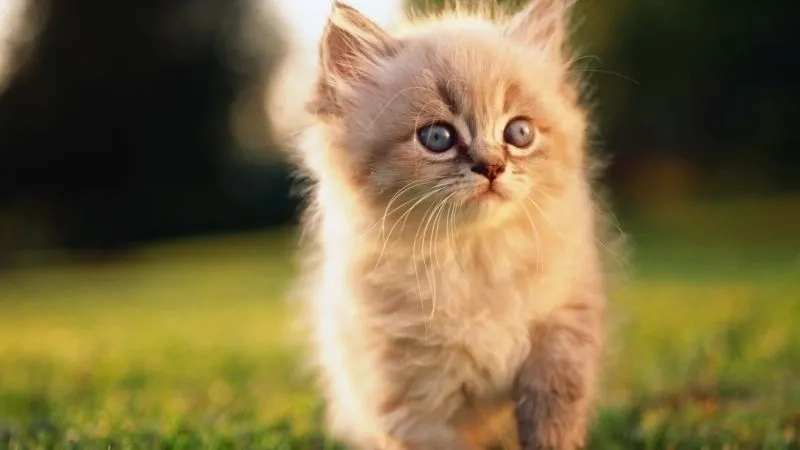 Tận hưởng vẻ đáng yêu với avatar hình mèo cute độc đáo