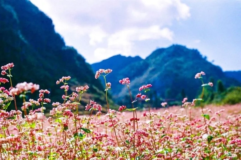 Thả hồn vào hình nền phong cảnh chill mang đến cảm giác yên bình