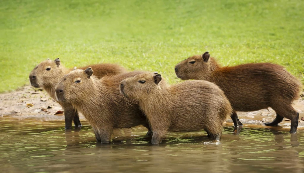 Hình nền máy tính đẹp cute capybara đáng yêu vui nhộn, tạo không gian sinh động