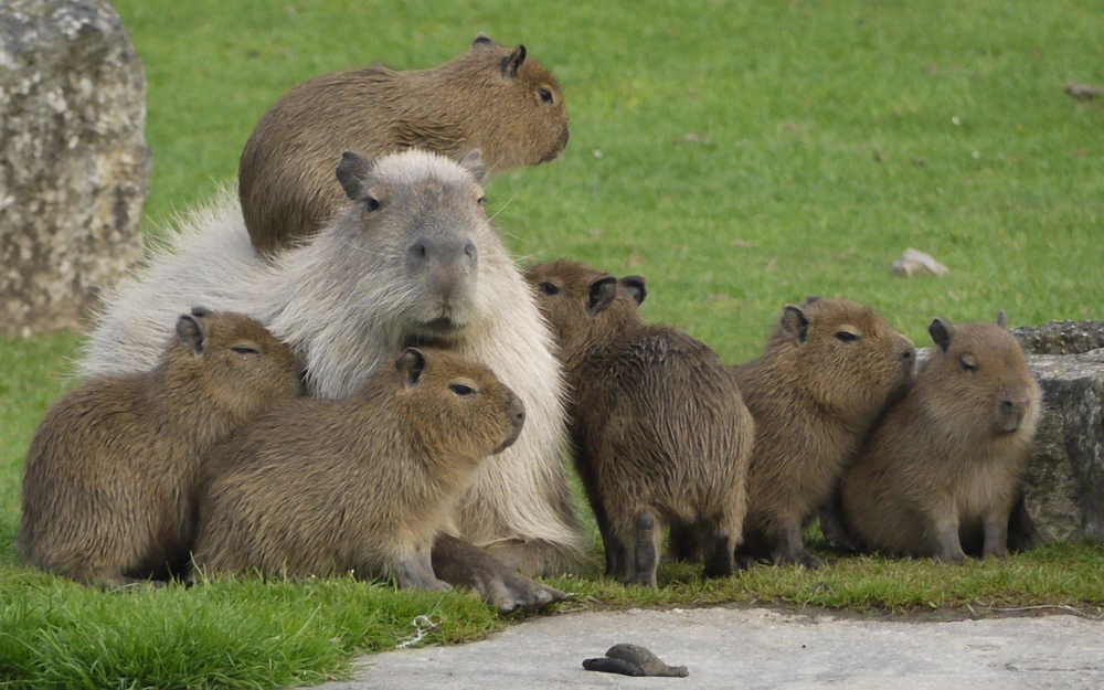 Cute capybara pet dễ thương độc đáo, khiến ai cũng thích thú