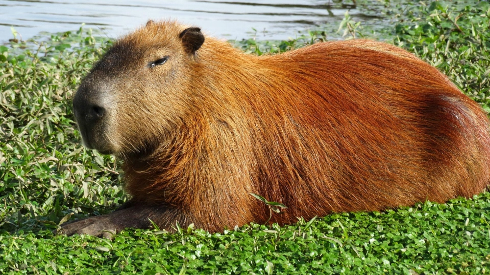 4k capybara sắc nét siêu thực, hiển thị chân thực từng chi tiết