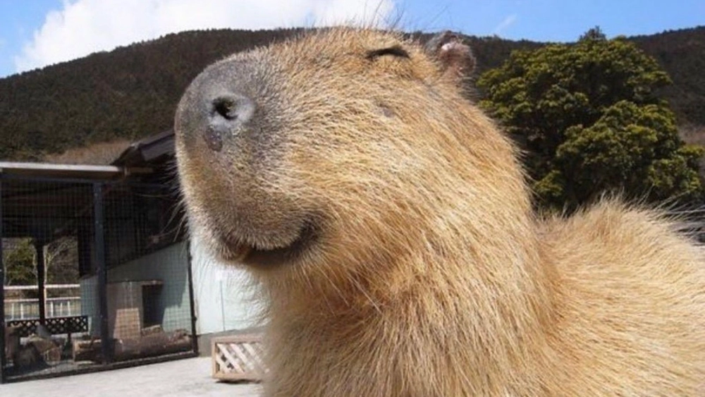 Ảnh capybara độc đáo dễ thương, khiến ai cũng yêu thích