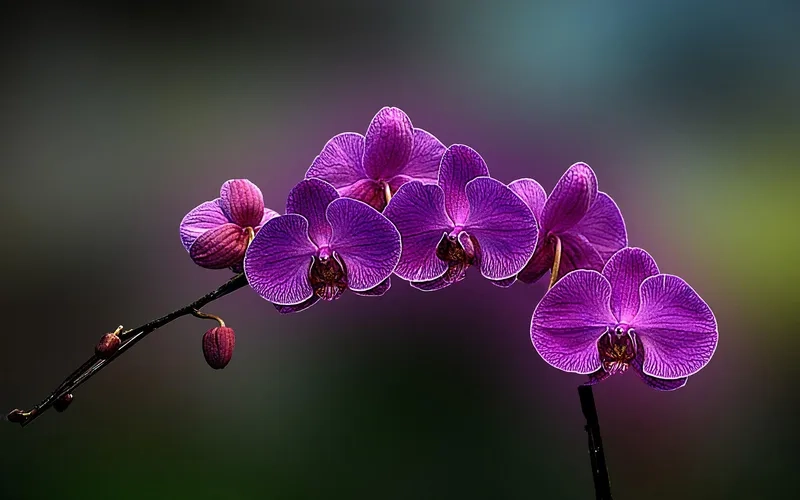 Sở hữu ngay hình nền máy tính màu tím cute lung linh