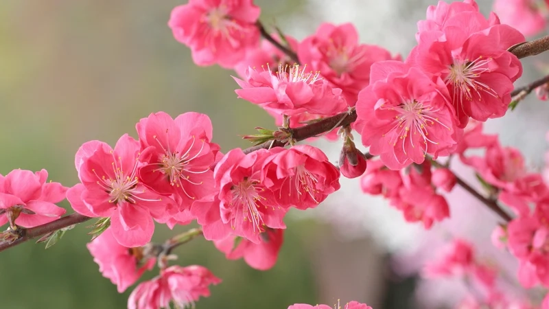 Hình ảnh hoa đào rơi nhẹ nhàng lãng mạn, khung cảnh nên thơ