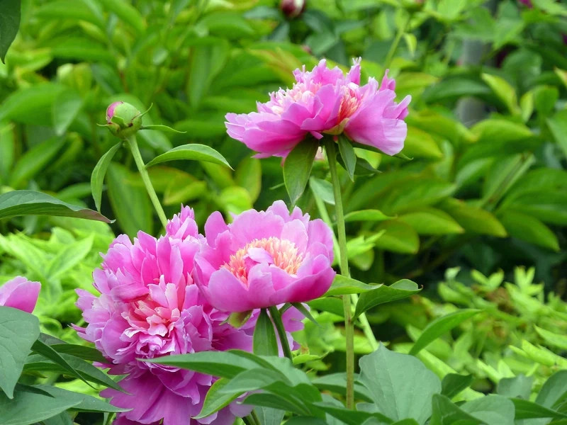 Hình ảnh hoa mẫu đơn sang trọng quý phái, vẻ đẹp cao sang