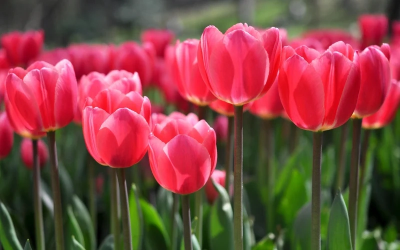 Tải ảnh hoa tulip đẹp nhất chất lượng cao, sắc nét từng cánh