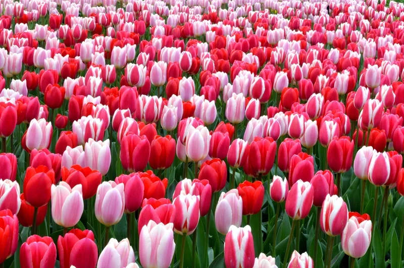 Ảnh hoa tulip chill nhẹ nhàng thư giãn, sắc màu tươi tắn
