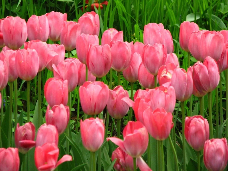 Ảnh hoa tulip đẹp lung linh rực rỡ, phù hợp mọi không gian
