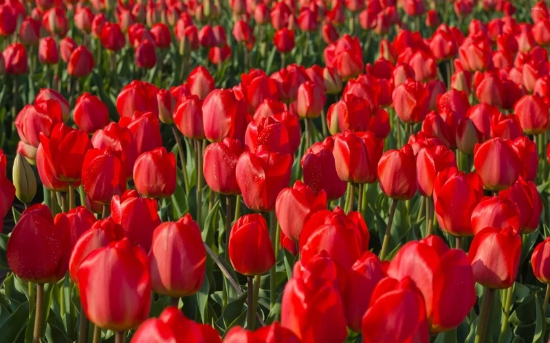 Ảnh vườn hoa tulip rộng lớn sắc màu, khung cảnh nên thơ
