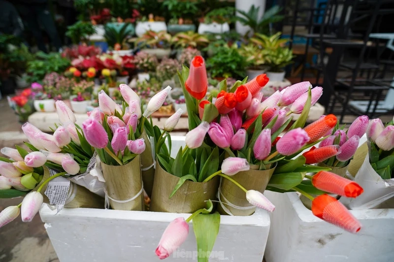 Hình ảnh hoa tulip chill thư thái nhẹ nhàng, sắc màu dịu êm