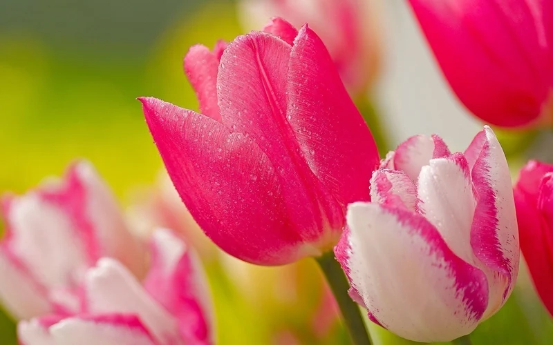 Ảnh hoa tulip hình nền sắc nét tinh tế, điểm nhấn hoàn hảo