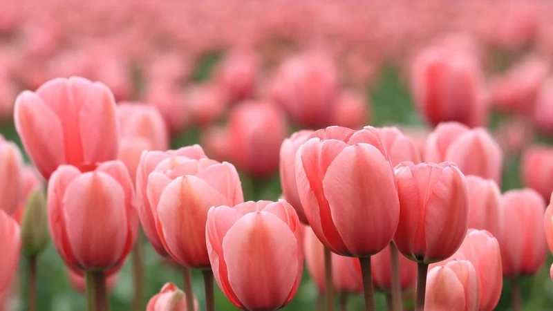 Ảnh hoa tulip sáng rực rỡ tràn đầy sức sống, màu sắc nổi bật