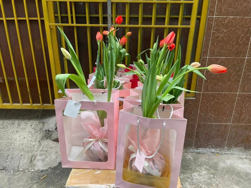 Ảnh hoa tulip pinterest sang trọng tinh tế, phù hợp mọi không gian