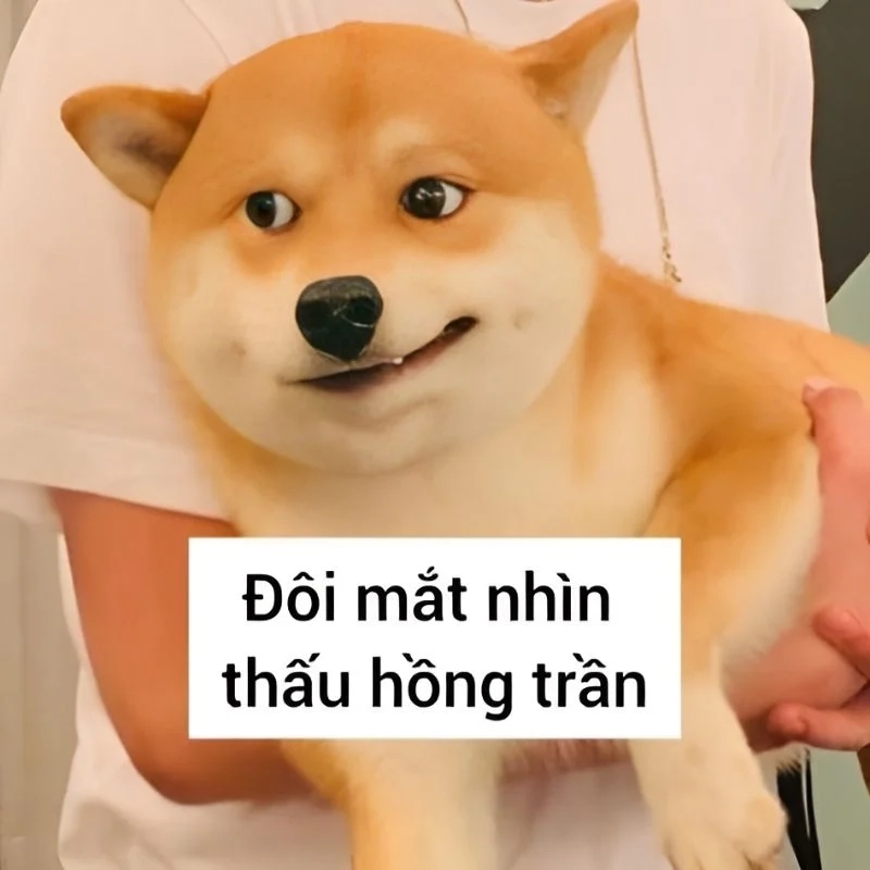 Ảnh meme meme hài tổng hợp những khoảnh khắc lầy nhất