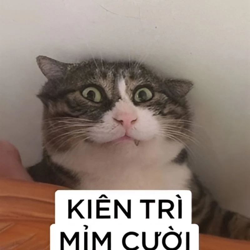 Các meme hài hước siêu lầy, tổng hợp những ảnh hot nhất