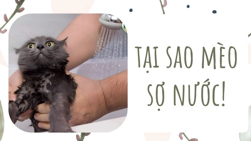 Nguồn gốc tiến hóa từ tổ tiên sa mạc