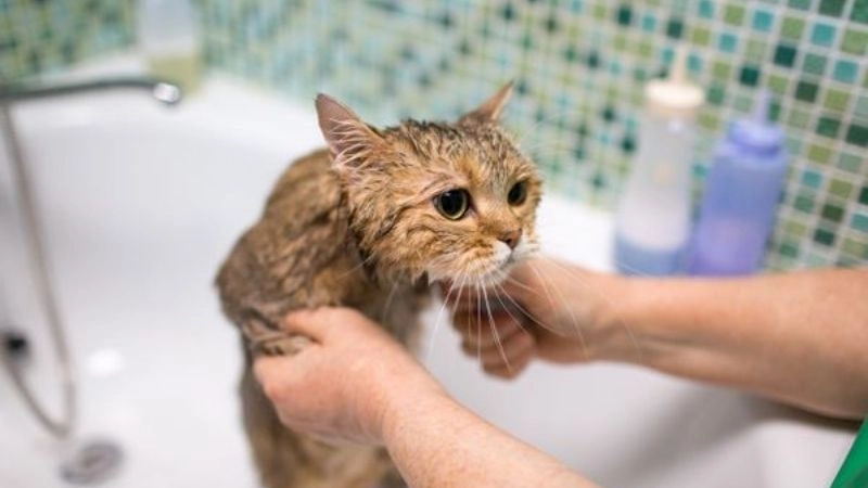 Rào cản sinh lý từ bộ lông đặc biệt