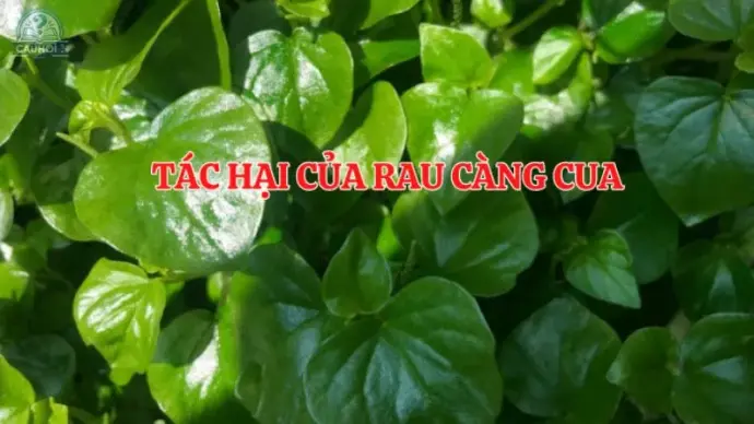 Rau càng cua kỵ gì? Tác hại rau càng cua