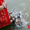 48 Câu Nói Hay và Ý Nghĩa Về Phóng Sanh Giúp Tâm Hồn Thanh Tịnh