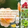 Bí quyết làm dịch chuối tươi lan tại nhà và lợi ích bất ngờ