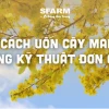Bí quyết tạo dáng cây mai vàng chuẩn đẹp cho Tết 2026