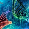 DNA và ADN khác nhau như thế nào? Giải mã sự thật khoa học
