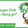 Hình ảnh cây Sâm Ngọc Linh thật như thế nào và đặc điểm nhận dạng