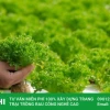 Hướng Dẫn Trồng Rau Thủy Canh Tại Nhà Toàn Diện Từ A-Z