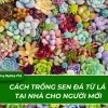 Hướng dẫn trồng sen đá chuẩn xác cho người mới bắt đầu