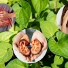 Tác hại của rau diếp cá: Điều cần biết khi sử dụng