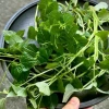 Tác hại rau càng cua và những đối tượng cần lưu ý