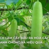 Tại sao bầu ra hoa mà không đậu quả và cách khắc phục hiệu quả