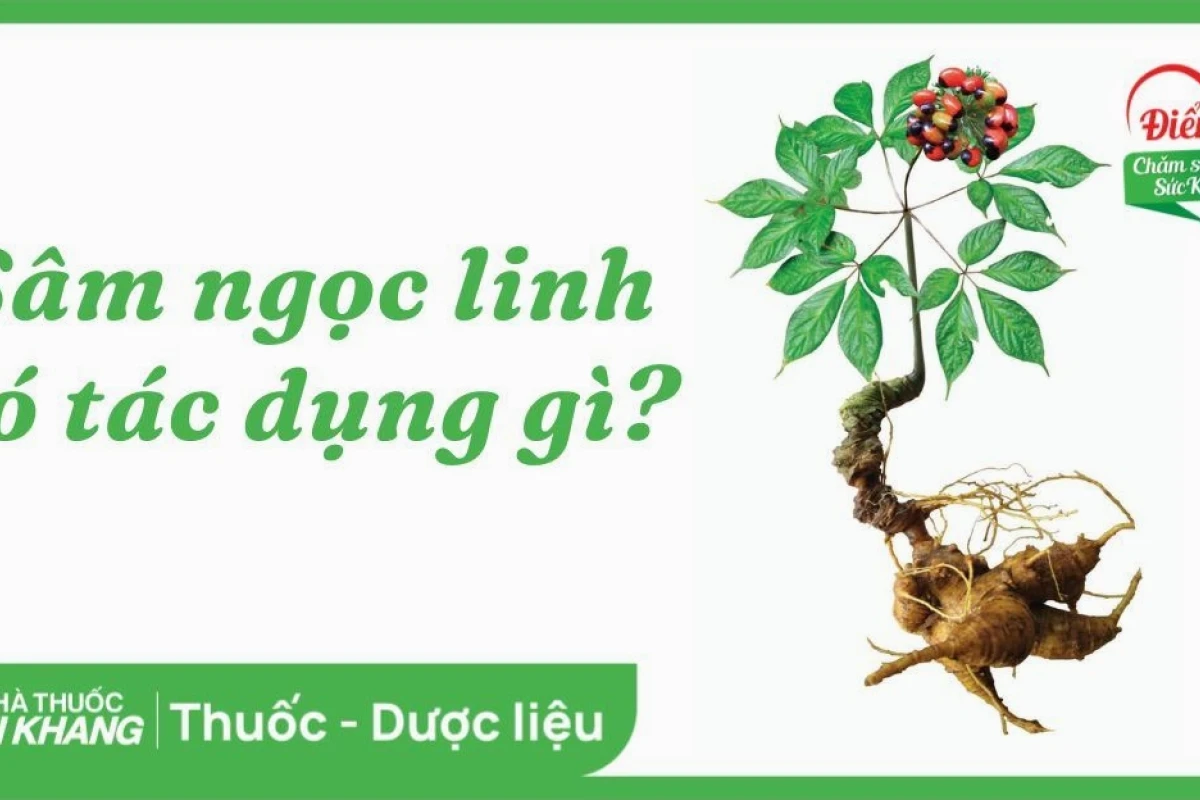Hình ảnh cây Sâm Ngọc Linh thật như thế nào và đặc điểm nhận dạng