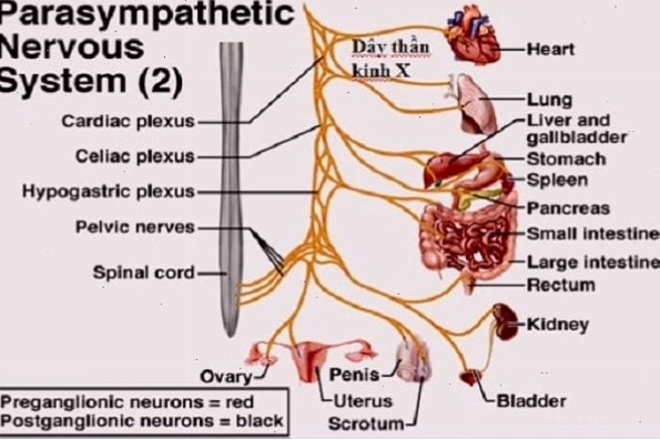 12 đôi dây thần kinh tủy ngực