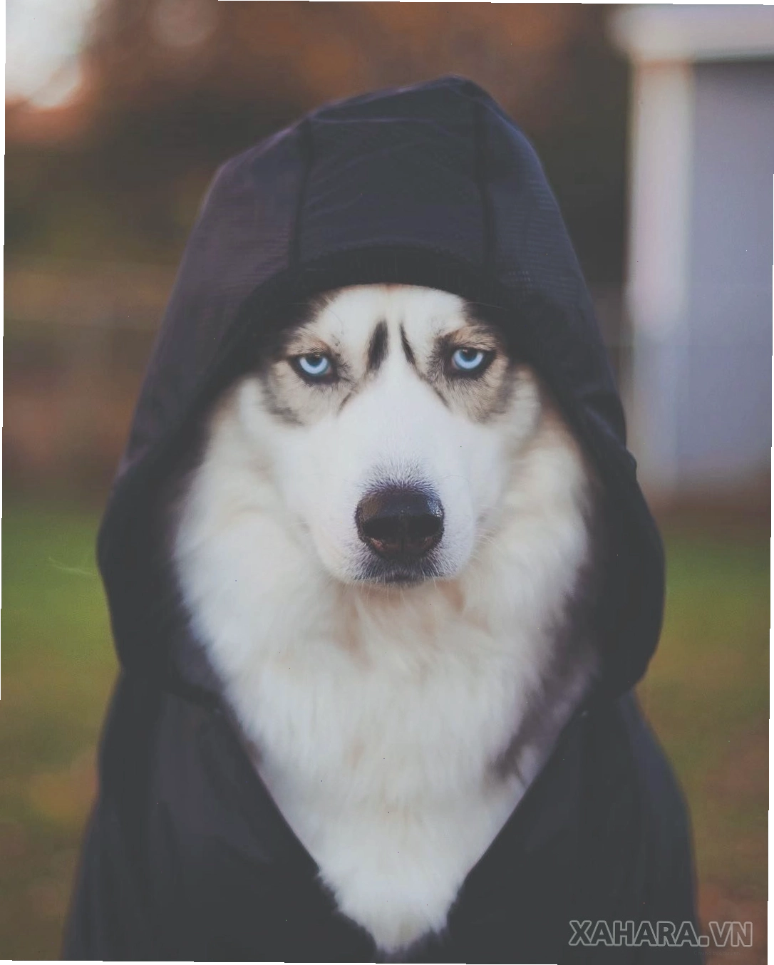Ảnh chó Husky với vẻ ngoài ngầu và cuốn hút