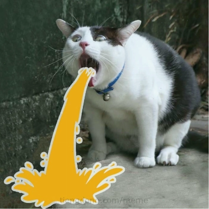 Ảnh meme mèo đang tranh cãi