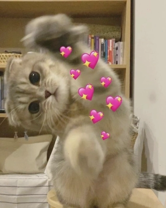 Ảnh mèo con đang vui đùa