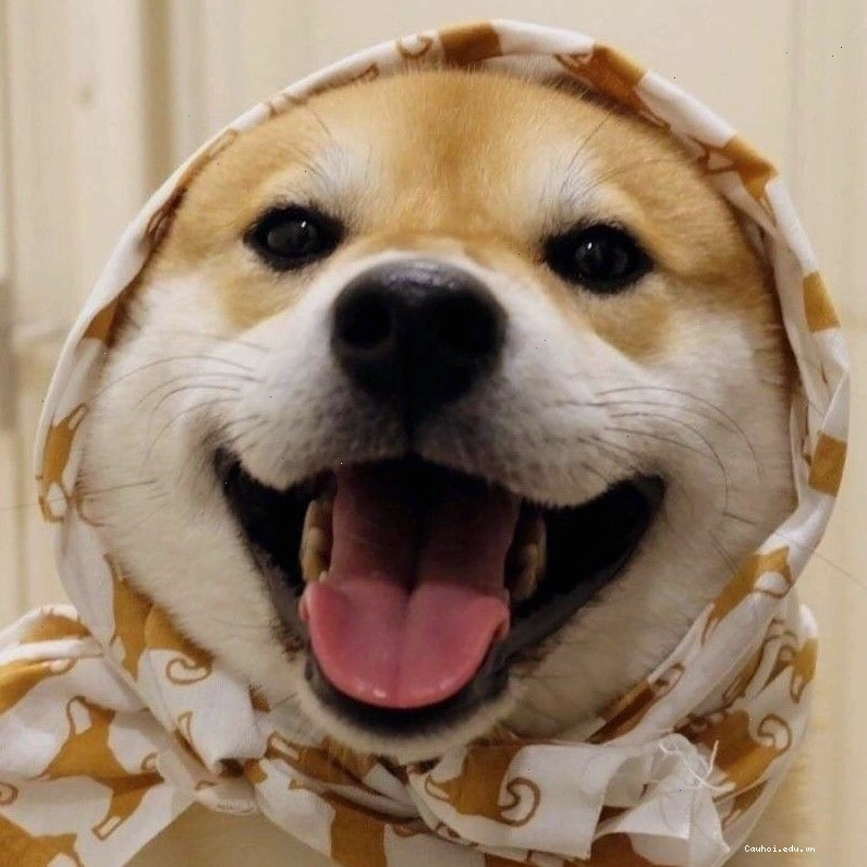 Avatar chó Shiba đang làm trò ngộ nghĩnh