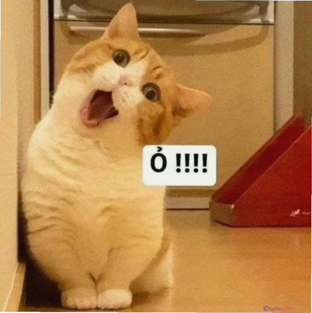 Avatar đôi mèo với biểu cảm độc đáo
