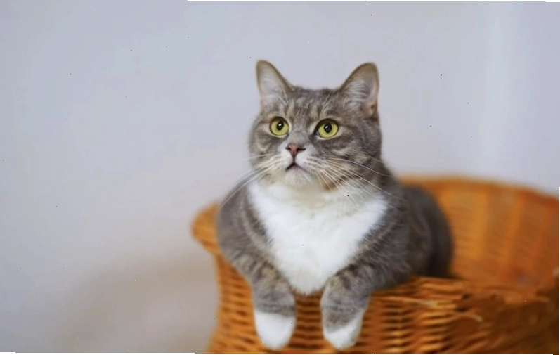 Avatar mèo cute đáng yêu với đôi mắt to tròn