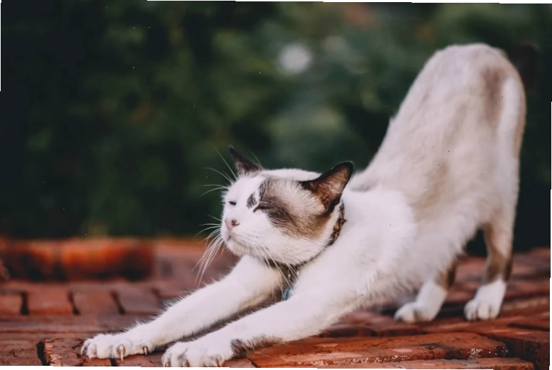 Avatar mèo cute ngầu đeo kính râm