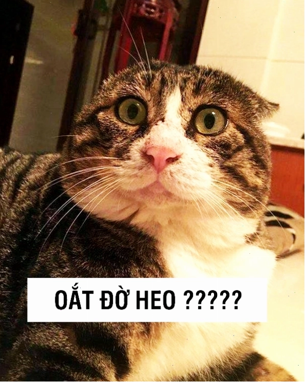 Avatar mèo đôi biểu cảm cực chất